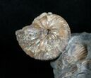 Hoploscaphites Ammonite Multiple Display #6101-3